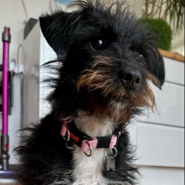 custom jackapoo necklace, personalised dog jewellery, quality dog loss gift, pet jewellery