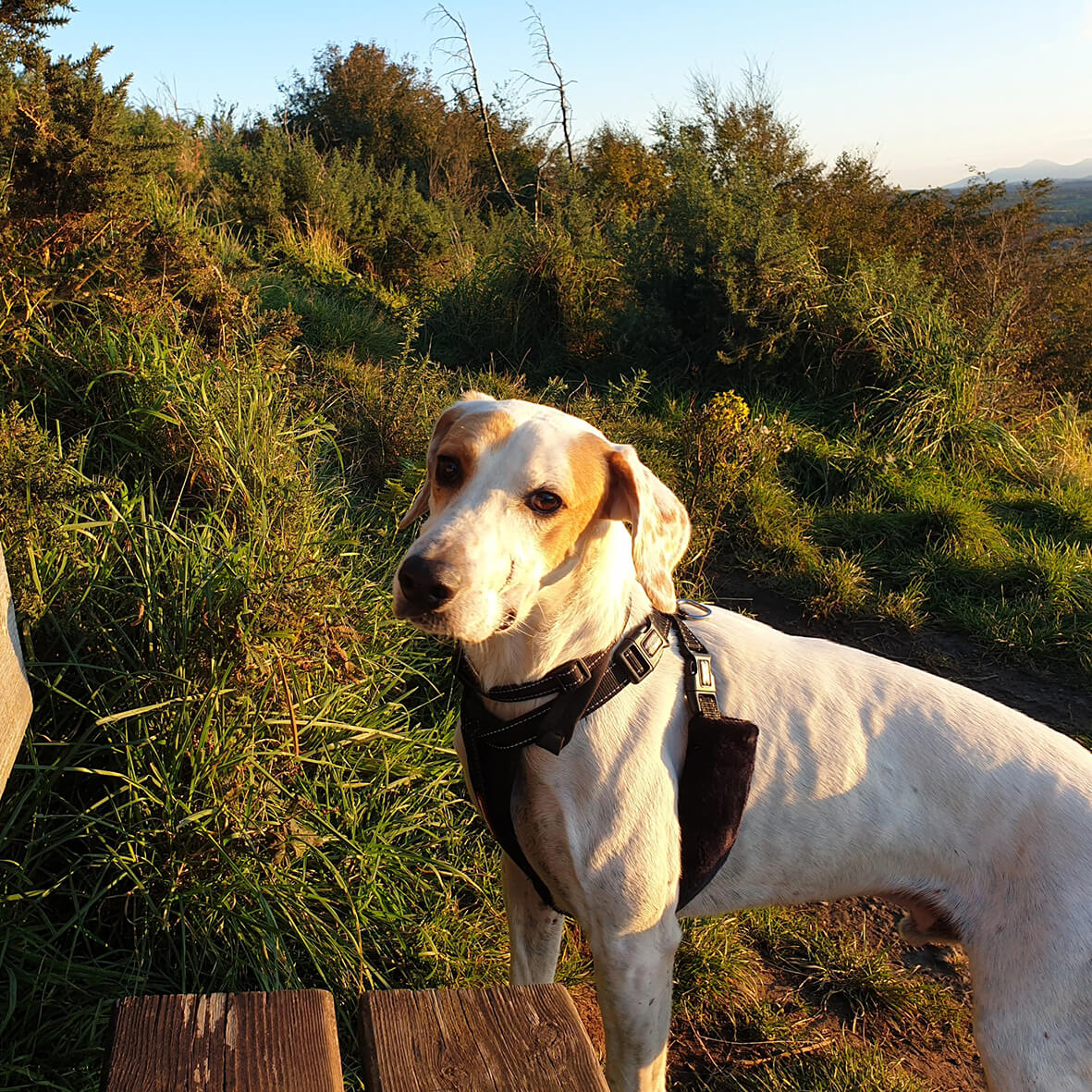 harrier hound jewellery, custom dog jewellery, pet memorial jewellery, pet loss present